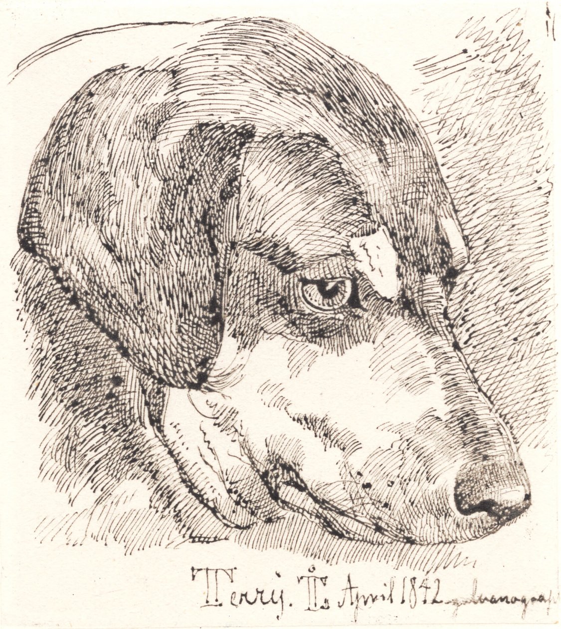 Tête de chien, Terry - Johan Thomas Lundbye