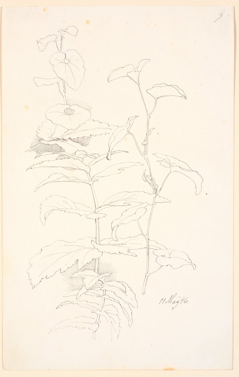 Études de plantes, y compris des liserons - Johan Thomas Lundbye