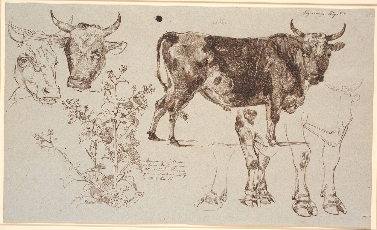Feuille d