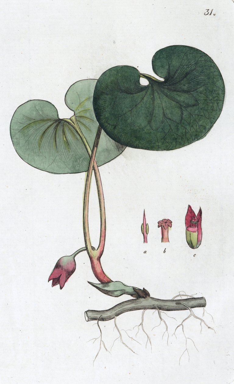 Asarabacca Asarum europaeum, 1804-1811 - Johan Wilhelm Palmstruch