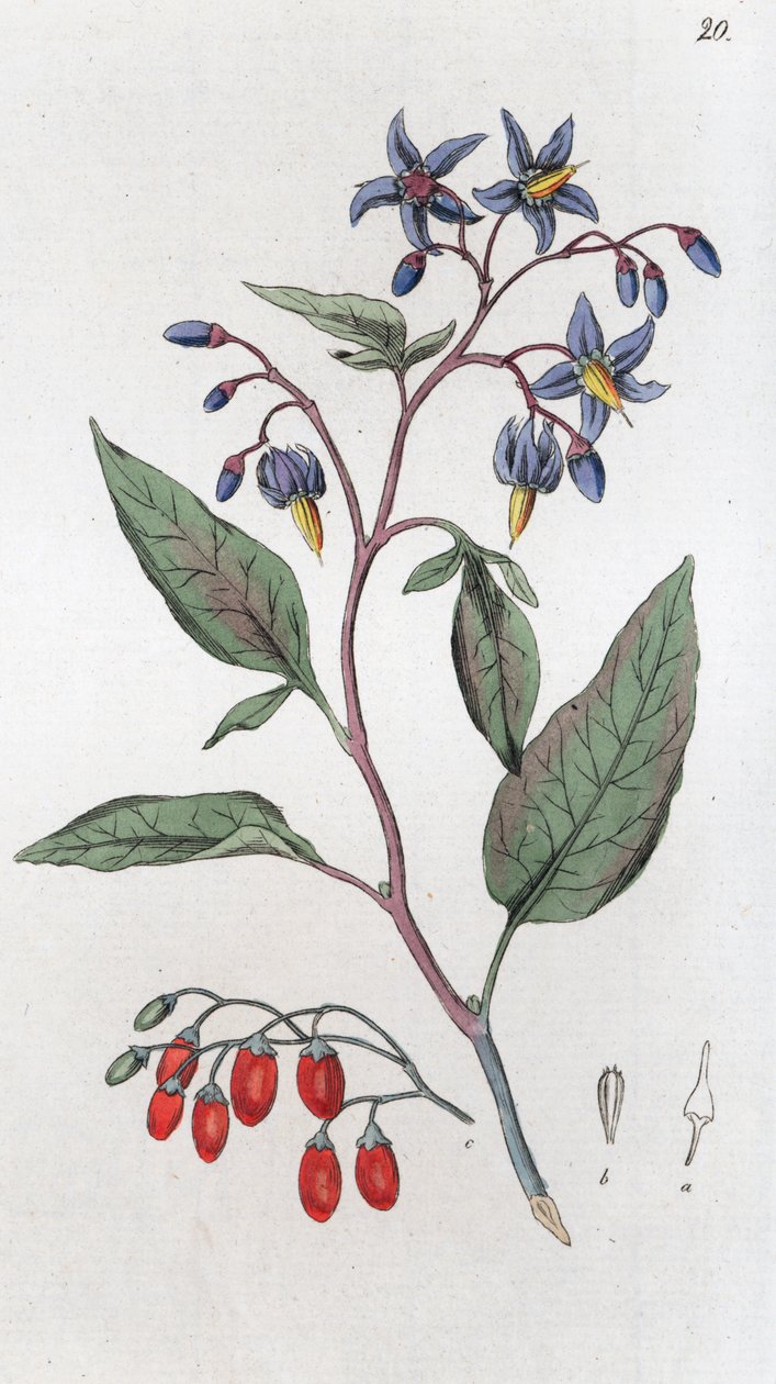 Douce-amère Solanum dulcamara - Johan Wilhelm Palmstruch