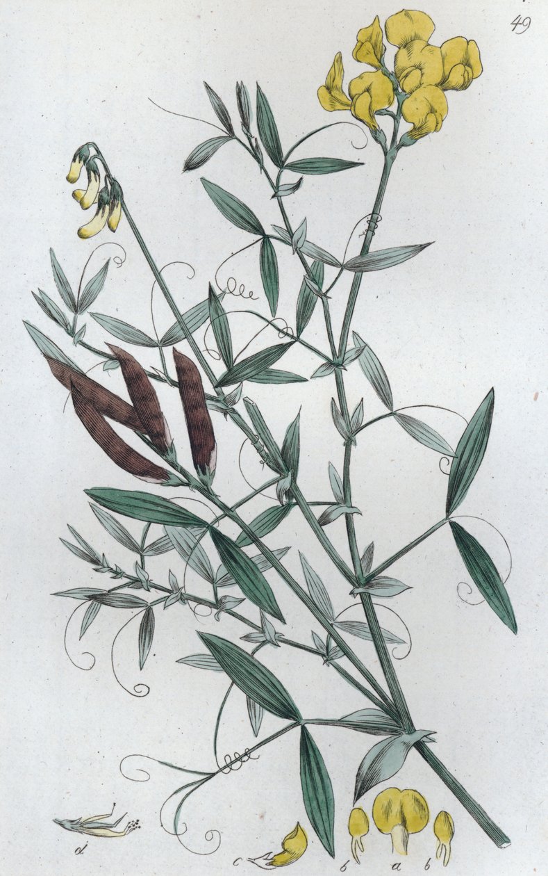 Gesse des prés Lathyrus pratensis, 1804-1811 - Johan Wilhelm Palmstruch