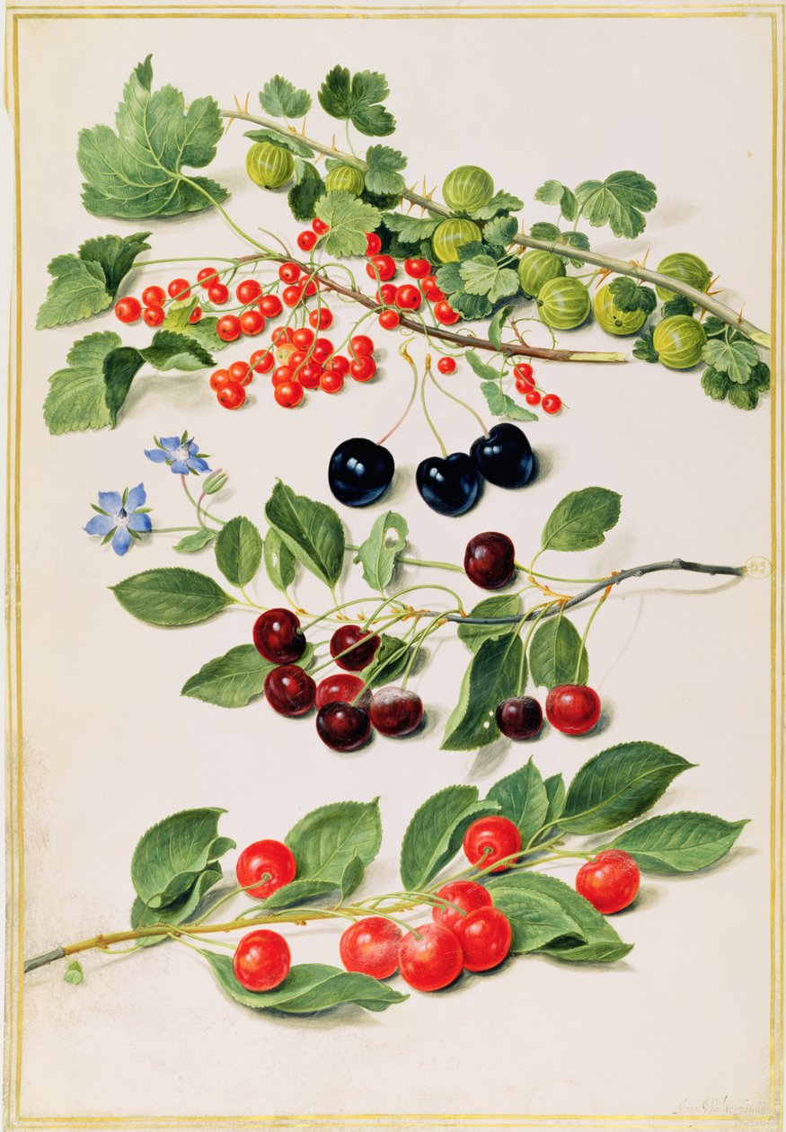Groseilles à maquereau, cerises et groseilles rouges, 1661 - Johann Jakob Walther