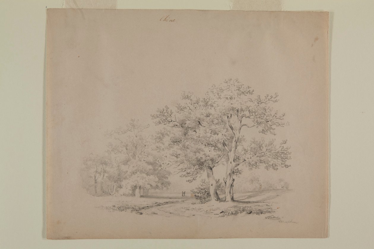 Dessin de chênes par Johann Sutterlin - Johann Sutterlin