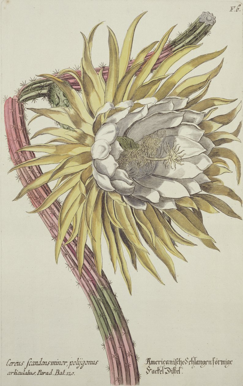 Cereus Scandens Minor Polygonus de 