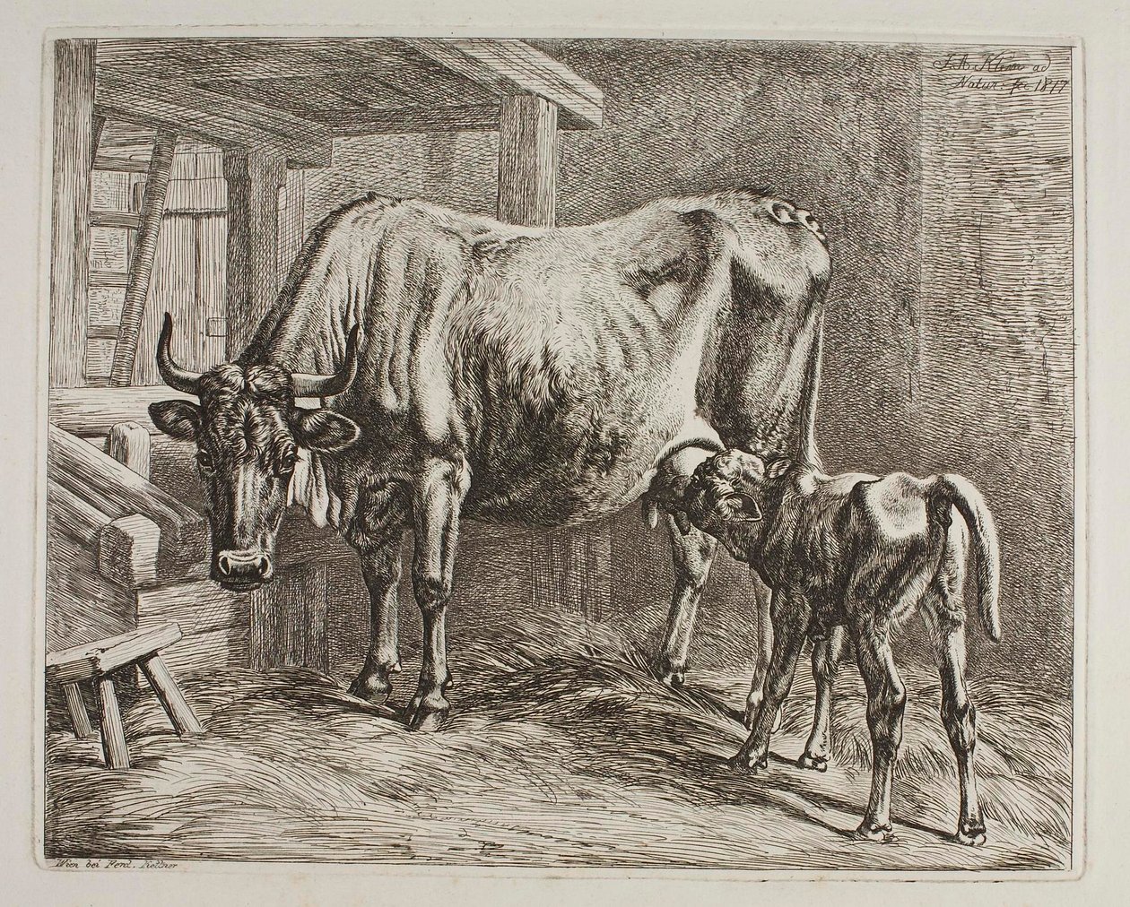 Vache avec veau qui tète - Johann Adam Klein