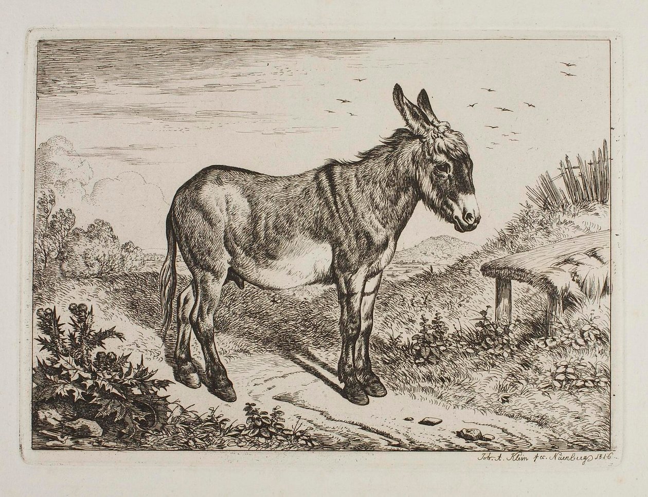 Âne - Johann Adam Klein