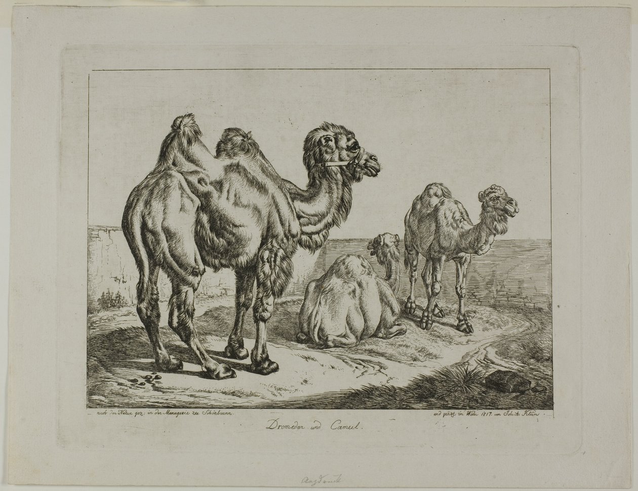 Dromadaire et chameau - Johann Adam Klein