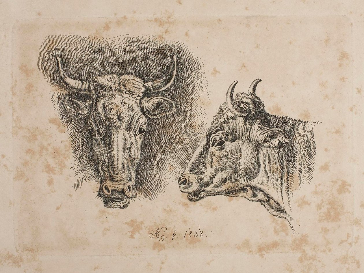 Les têtes de deux vaches - Johann Adam Klein