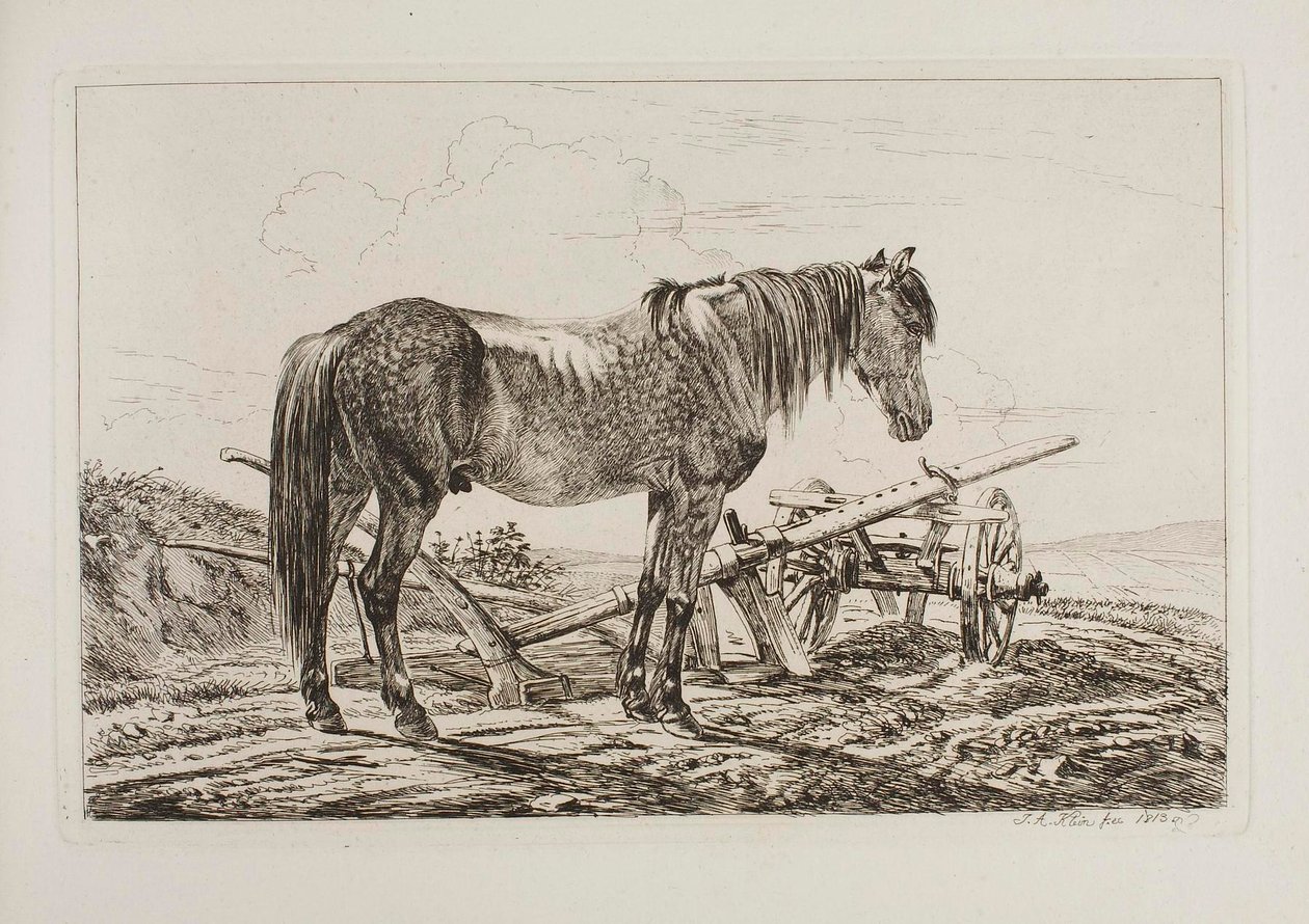 Cheval près d