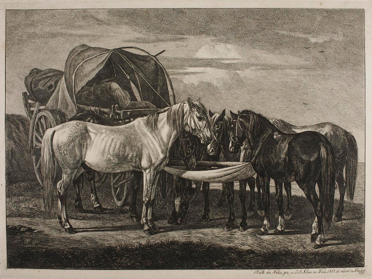 Chevaux près d