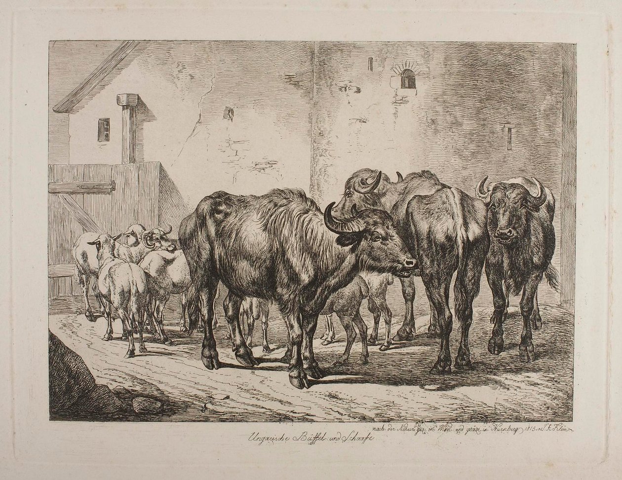 Buffles et moutons hongrois - Johann Adam Klein