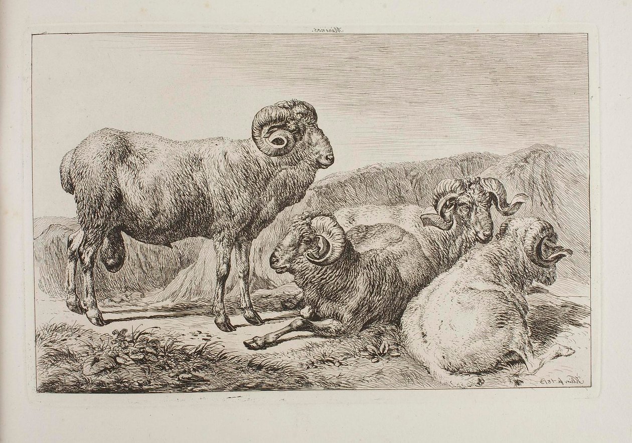 Béliers mérinos - Johann Adam Klein