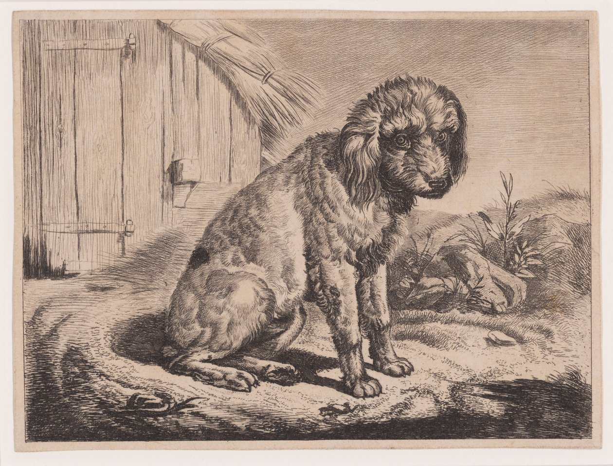 Chien assis - Johann Adam Klein