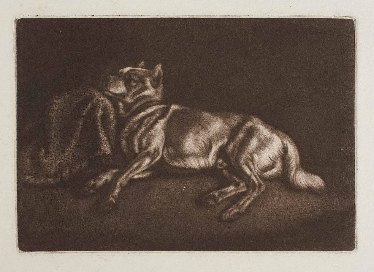 Chien de type spitz - Johann Adam Klein