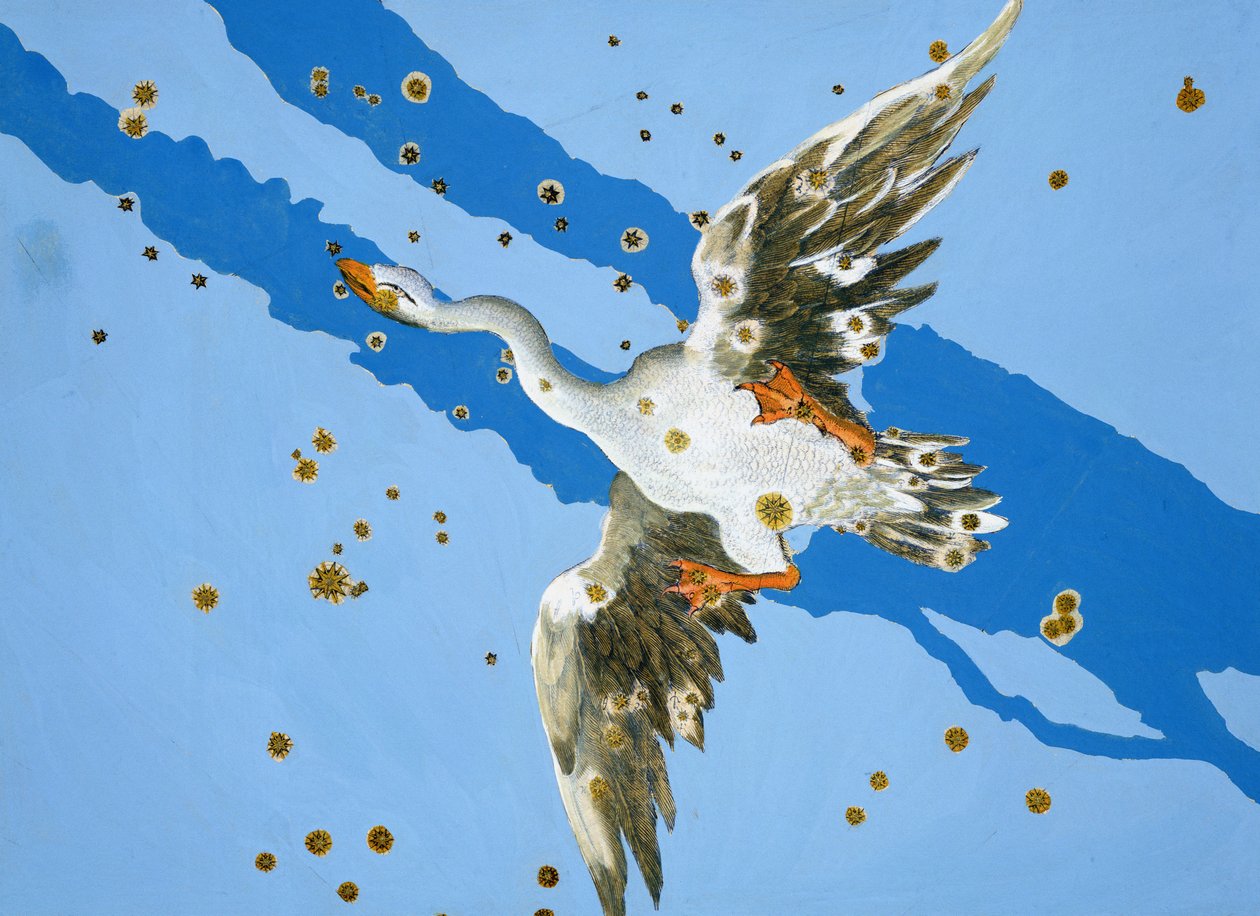 Constellation du Cygne, de Uranometria écrit par Johann Bayer et gravé par Alexander Mair (1559-c.1616) 1603 - Johann Bayer