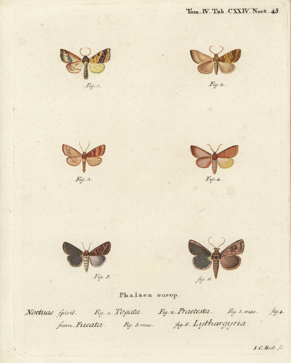 Barred sallow, Tileacea aurago 1-4, et clay moth, Mythimna ferrago 5,6. Gravure sur cuivre coloriée à la main par Johann Carl Bock d