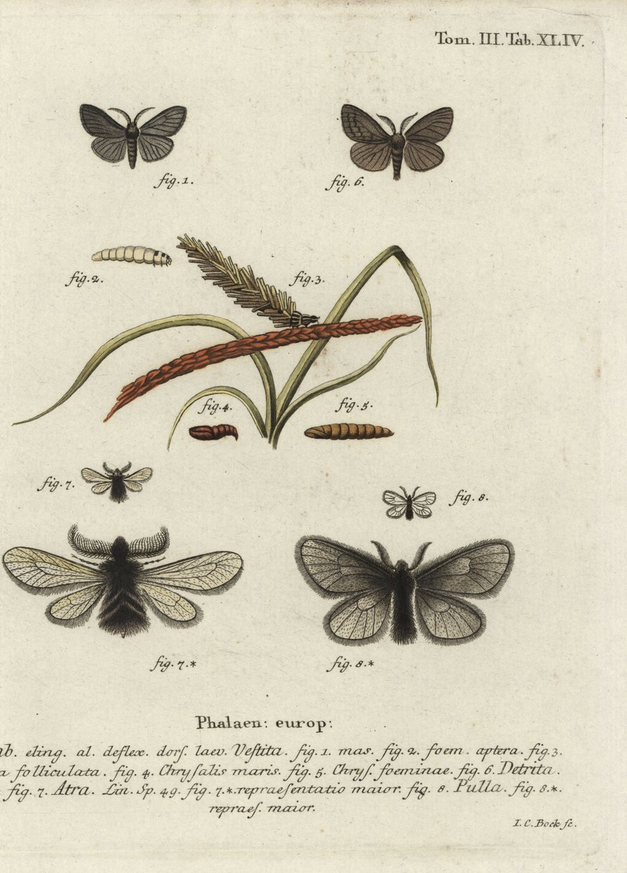 Canephora hirsuta, Ocneria detrita et Epichnopterix plumella - Johann Carl Bock