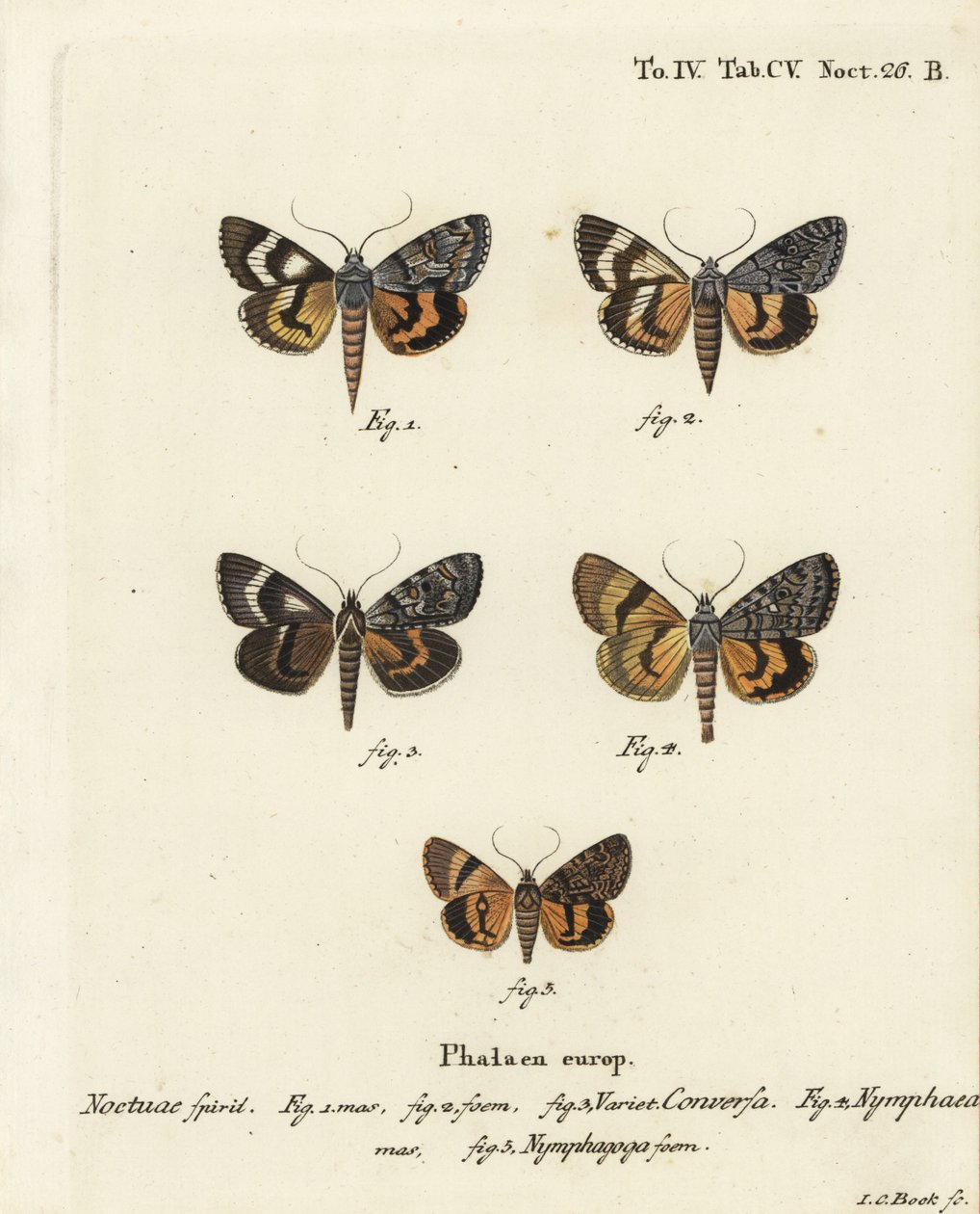 Catocala conversa, Catocala nymphaea, Catocala nymphagoga. Gravure sur cuivre coloriée à la main par Johann Carl Bock d