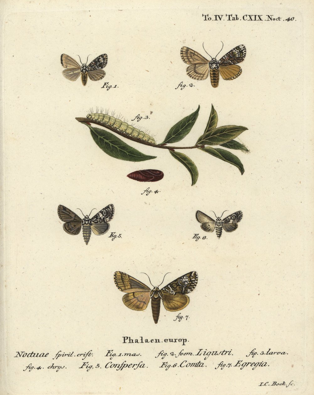 Papillon couronné, Craniophora ligustri 1-4, couronne marbrée, Hadena confusa 5, couronne variée, Hadena compta 6, et arches vertes, Anaplectoides prasina 7. Gravure à la main en cuivre par Johann Carl Bock d