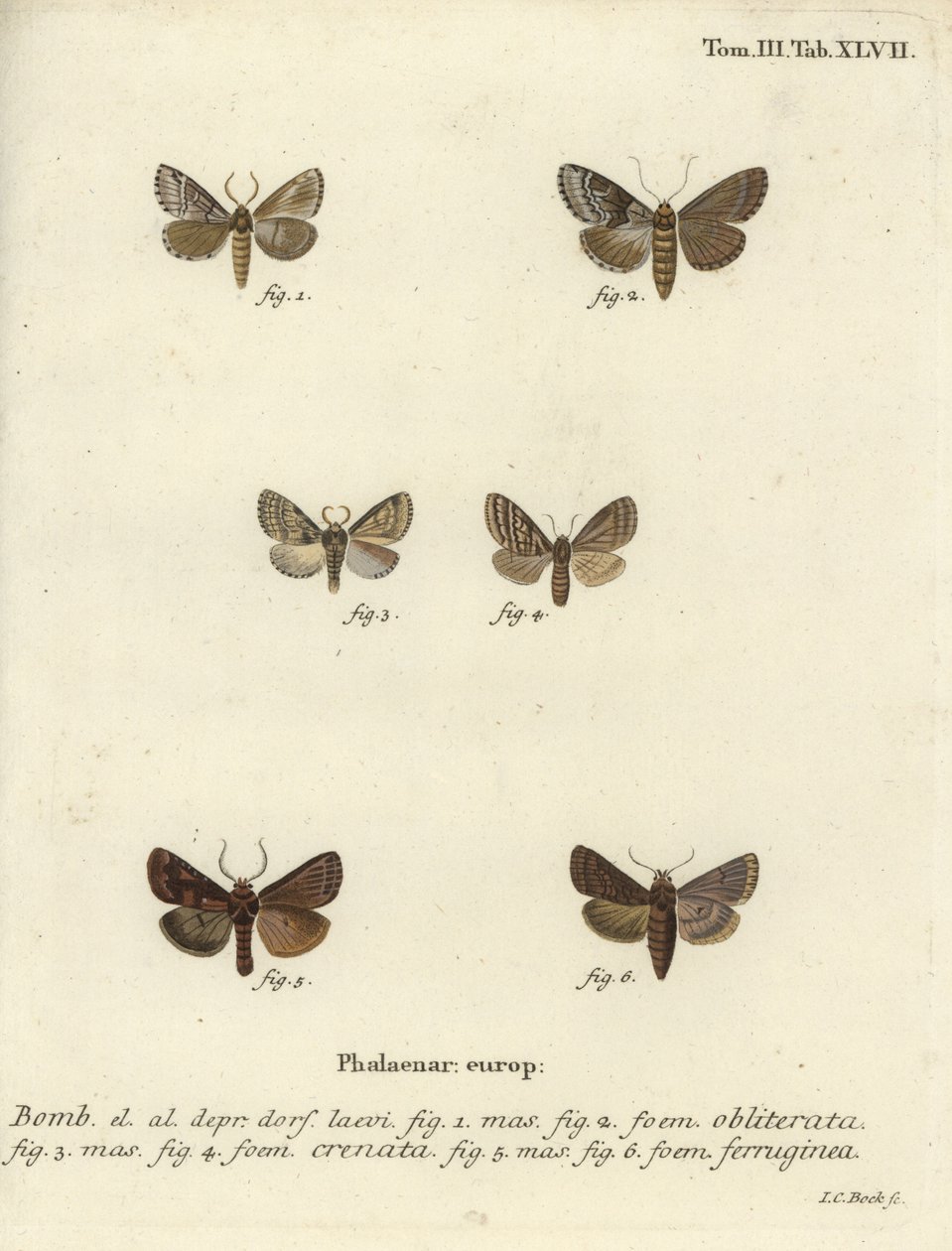 Dingy shell, dusky marbled brown et brown rustic - Johann Carl Bock