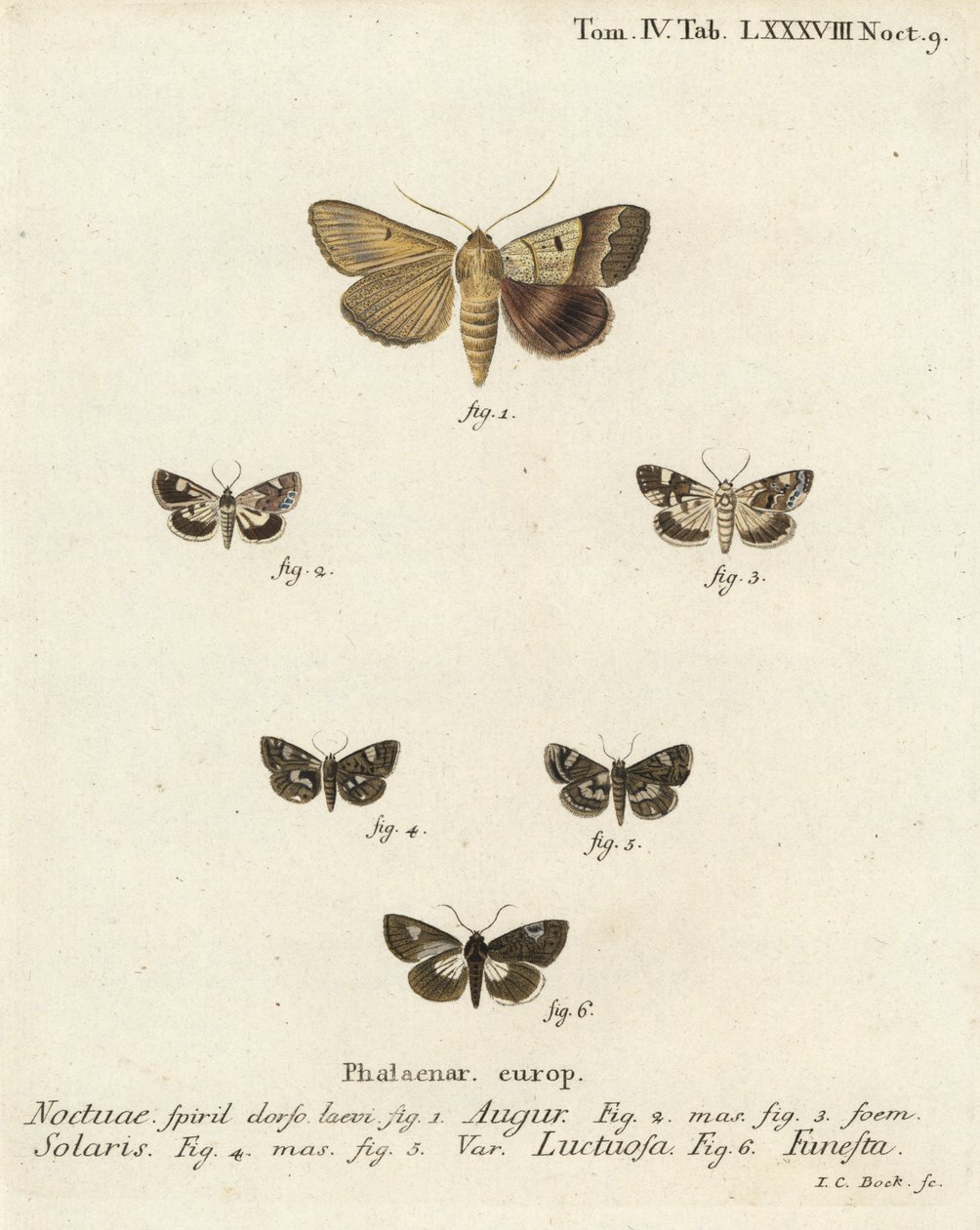 Graphiphora augur 1, Acontia lucida 2,3, Tyta luctuosa 4,5, et Aedia funesta 6. Gravure sur cuivre coloriée à la main par Johann Carl Bock d