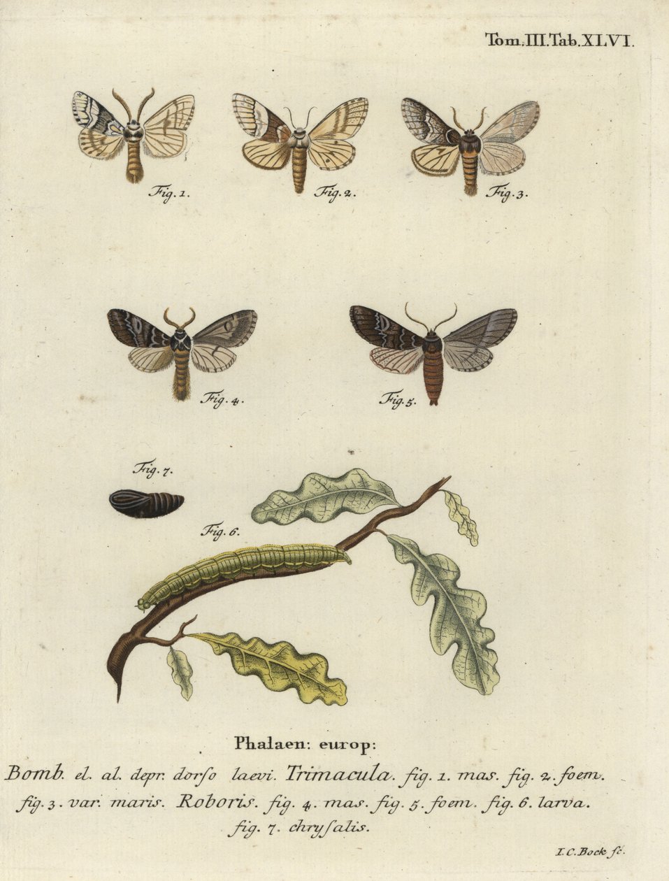 Drymonia dodonaea moth - Johann Carl Bock