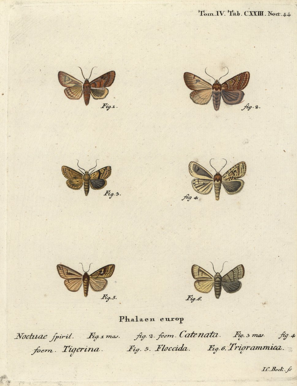 Flounced chestnut, Agrochola helvola 1,2, dotted chestnut, Conistra rubiginea 3,4, brown-line bright-eye, Mythimna conigera 5, et treble lines, Charanyca trigrammica 6. Gravure sur cuivre coloriée à la main par Johann Carl Bock d