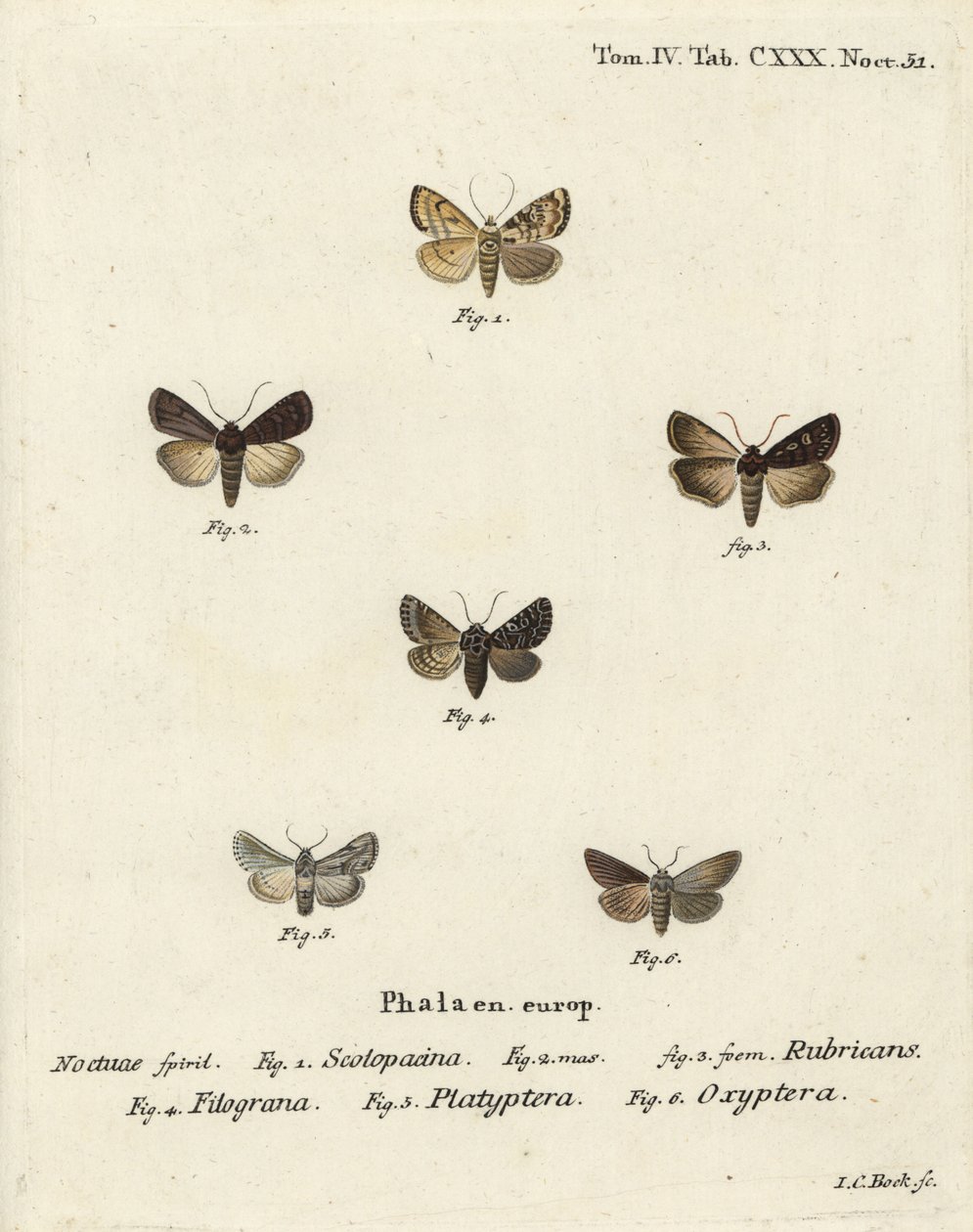 Papillon de jardin, Euxoa nigricans 1-3, Hadena filograna 4, brocart d