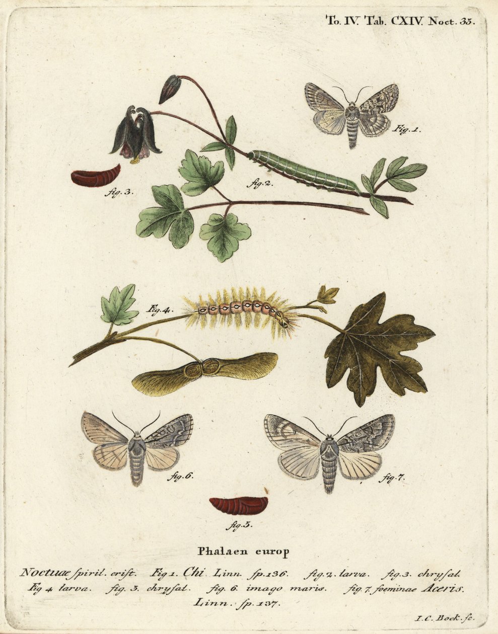 Chi gris, Antitype chi 1 et papillon sycomore, Acronicta aceris 2-7. Gravure à la main en cuivre par Johann Carl Bock d