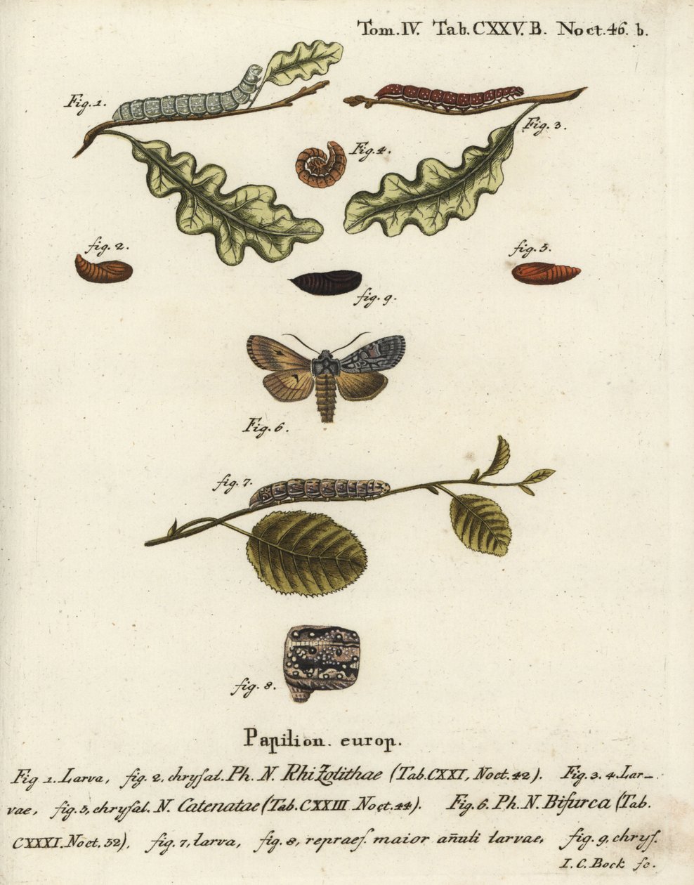 Noeud gris, Lithophane ornitopus 1,2, châtaigne froncée, Agrochola helvola 3-5, conformiste, Lithophane furcifera 6-9. Gravure sur cuivre colorée à la main par Johann Carl Bock d