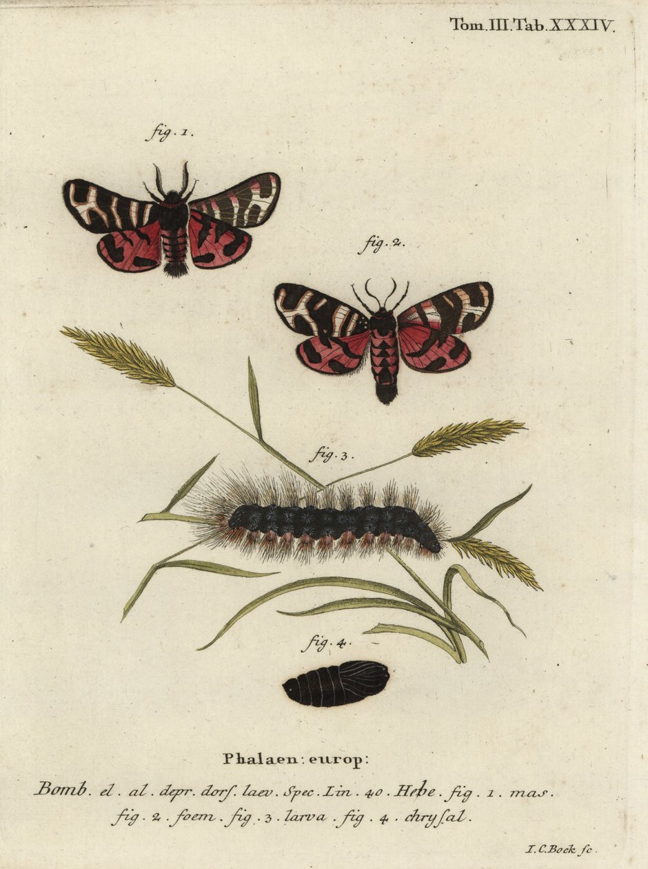 Papillon tigre d