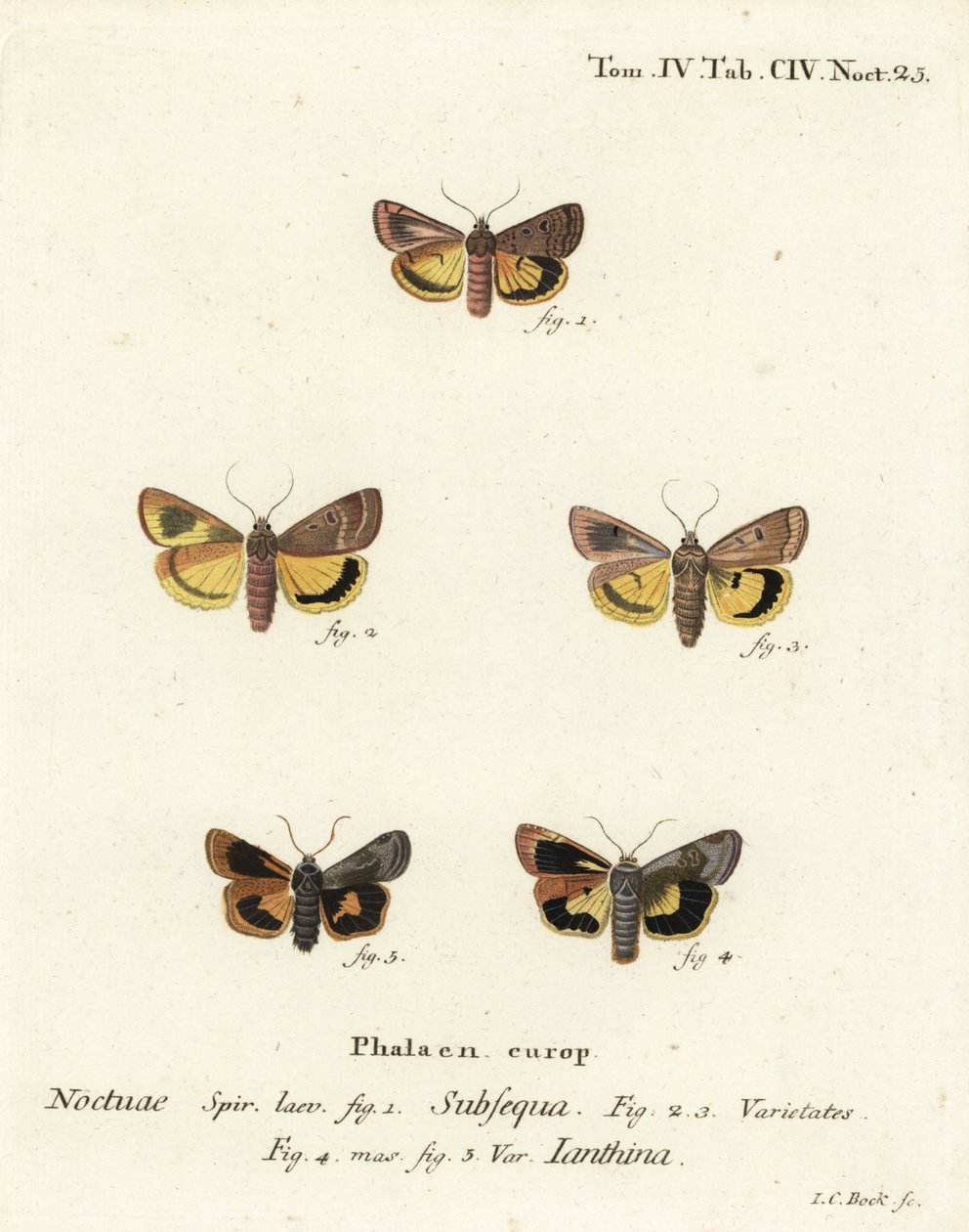 Lunar yellow underwing, Noctua orbona 1, et lesser broad-bordered yellow underwing ou Langmaid