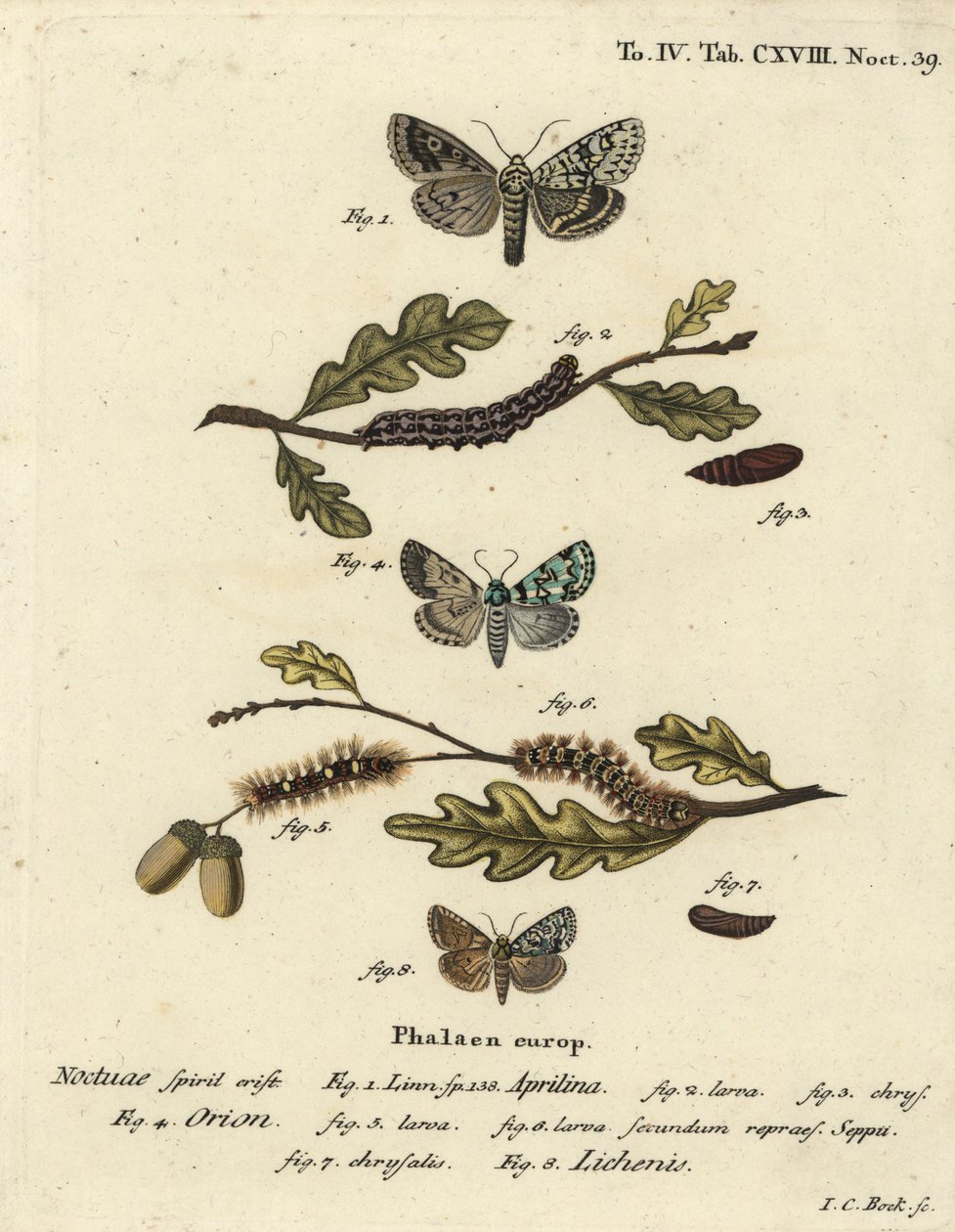 Dichonia aprilina 1-4, Moma alpium 5-7, et Cryphia muralis 8. Gravure sur cuivre coloriée à la main par Johann Carl Bock d