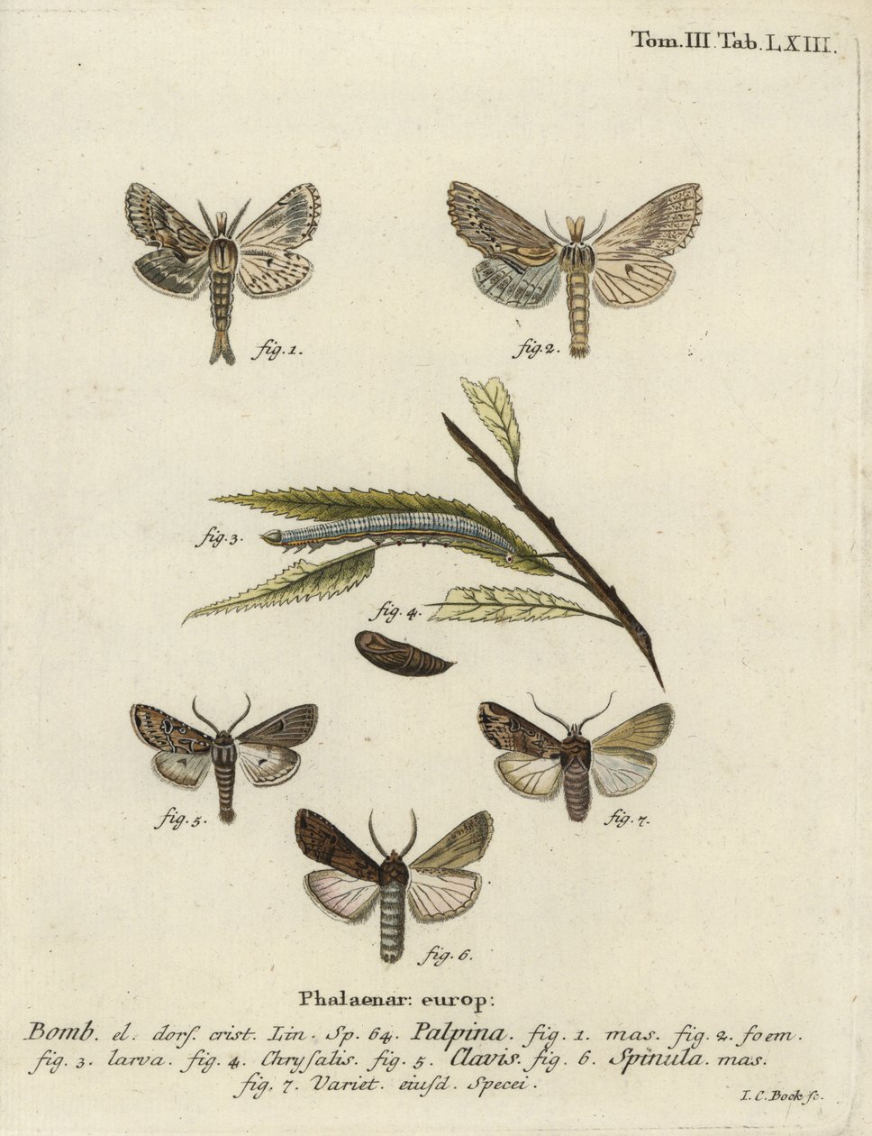 Pale prominent, heart and club, et dark sword-grass - Johann Carl Bock