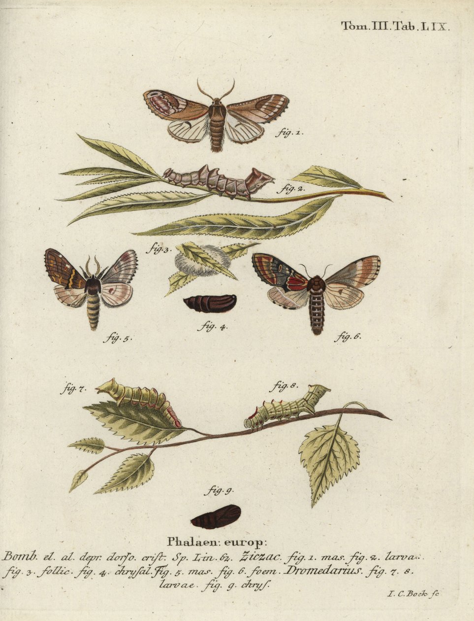 Prominent galet et prominent de fer - Johann Carl Bock