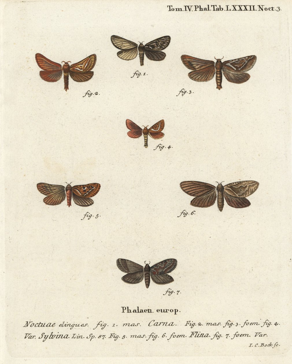 Pharmacis carna, Triodia sylvina, Phymatopus hecta. Gravure sur cuivre coloriée à la main par Johann Carl Bock d