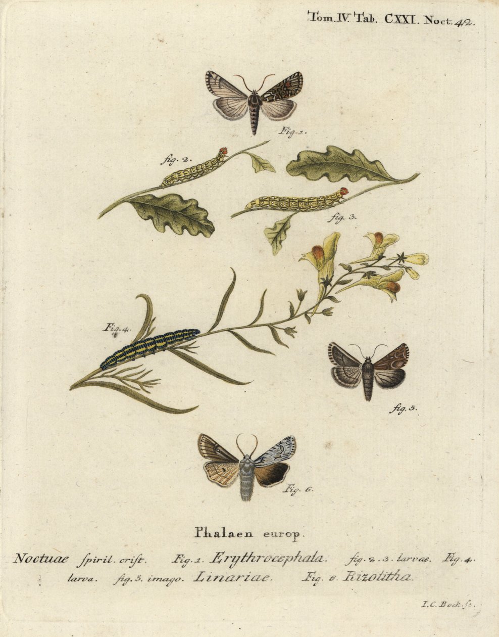 Conistra erythrocephala 1-4, Calophasia lunula 5 et Lithophane ornitopus 6. Gravure sur cuivre coloriée à la main par Johann Carl Bock d