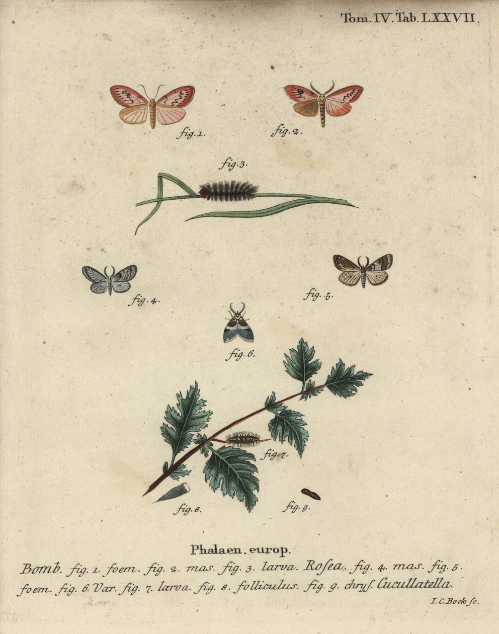 Rosy footman et papillon à manteau court - Johann Carl Bock