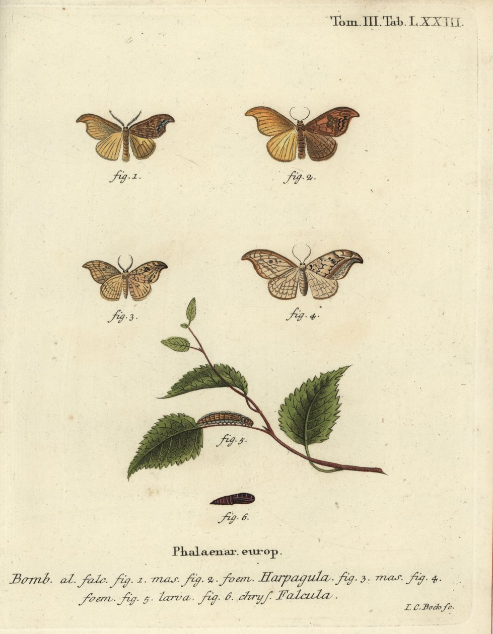 Scarce hook-tip et pebble hook-tip - Johann Carl Bock