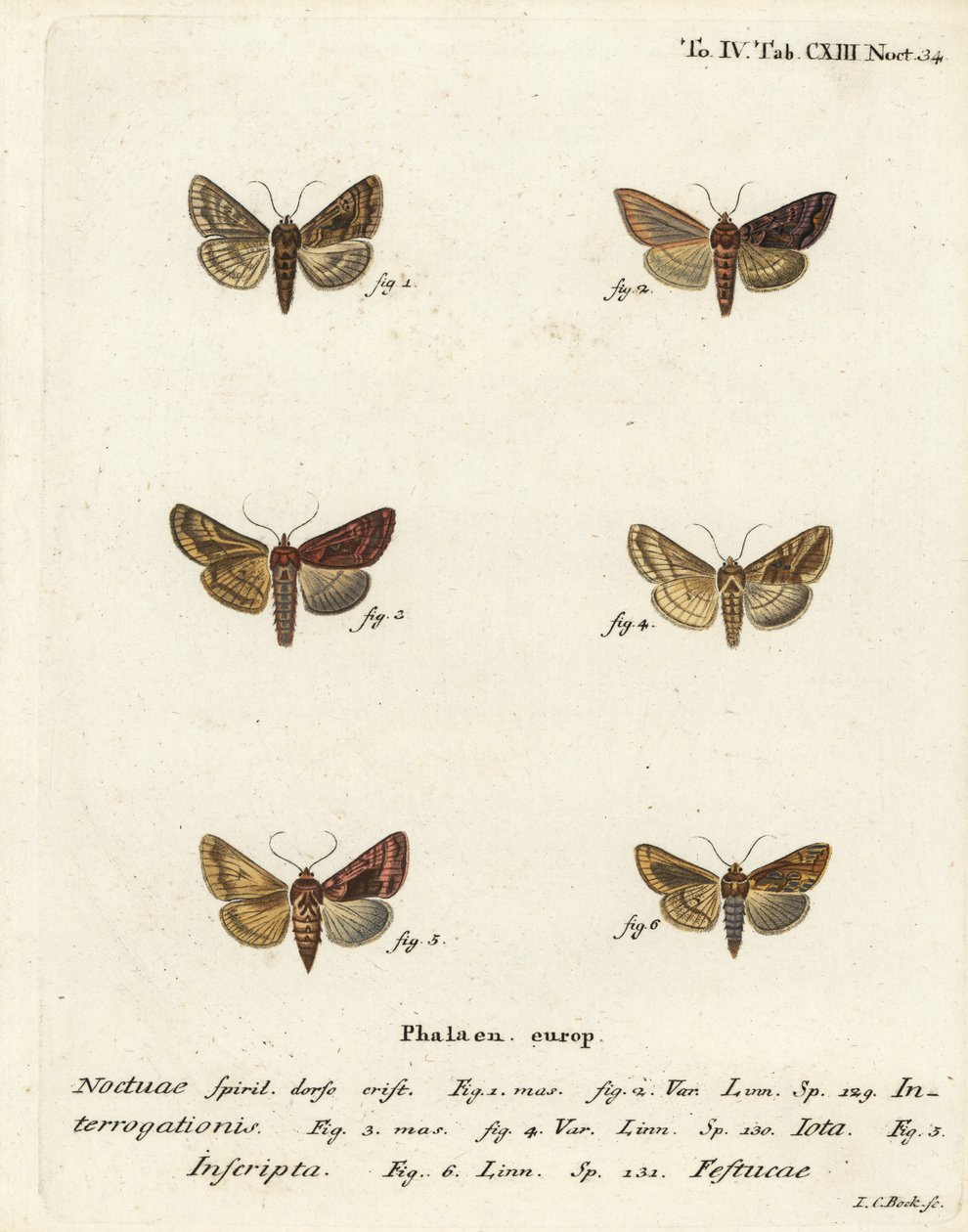 Rare Y argenté, Syngrapha interrogationis 1,2, Y doré uni, Autographa jota 3-5, tache dorée, Plusia festucae 6. Gravure à la main en cuivre par Johann Carl Bock d