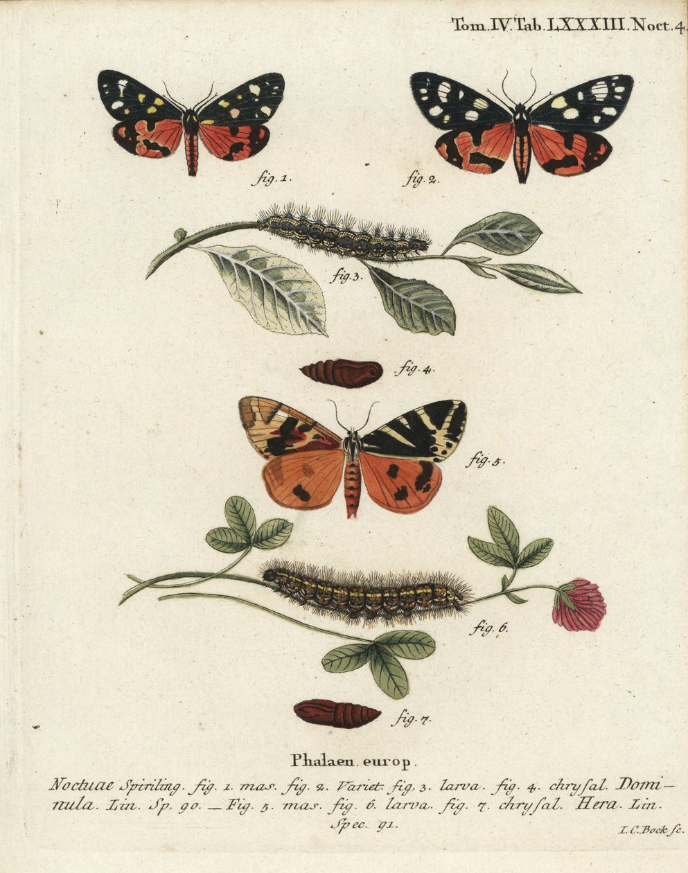 Callimorpha dominula 1-4, et Euplagia quadripunctaria 5-7. Gravure sur cuivre coloriée à la main par Johann Carl Bock d