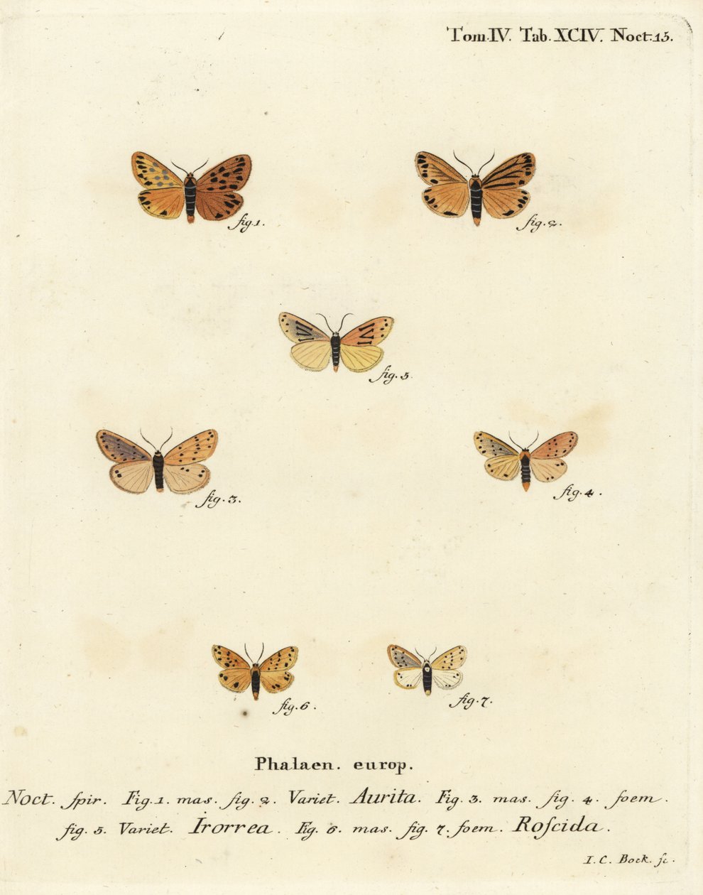 Papillon Setina aurita 1,2, papillon de rosée, Setina irrorella 3-5, et papillon Setina roscida 6,7. Gravure à la main en cuivre par Johann Carl Bock d
