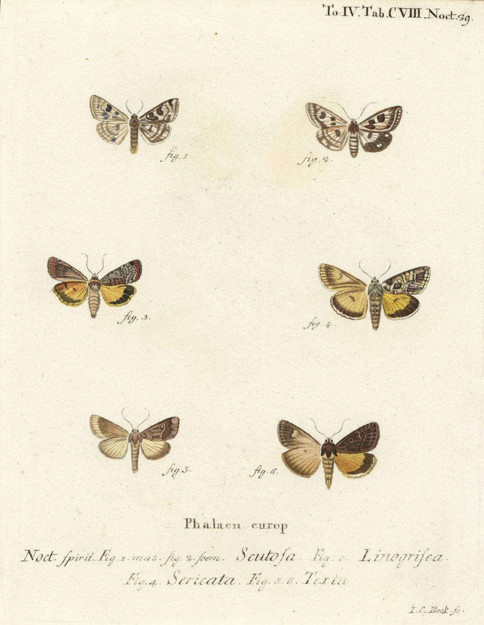 Trèfle tacheté, Schinia scutosa 1,2, Epilecta linogrisea 3, sous-aile de Guernesey, Polyphaenis sericata 4, et sous-aile de paille, Thalpophila matura 5,6. Gravure à la main en cuivre par Johann Carl Bock d