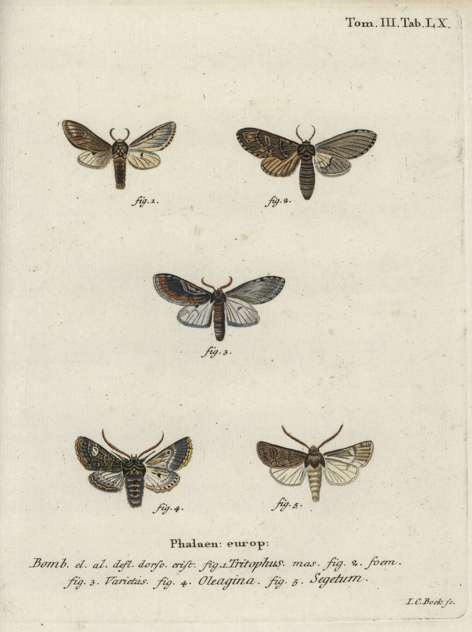 Trois bosses proéminentes, papillon olive et papillon navet - Johann Carl Bock