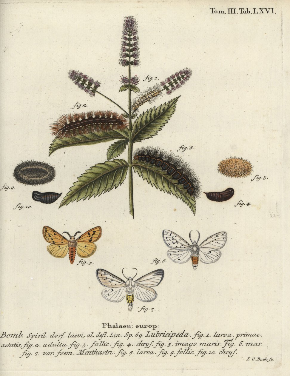 Spilosoma lubricipeda - Johann Carl Bock
