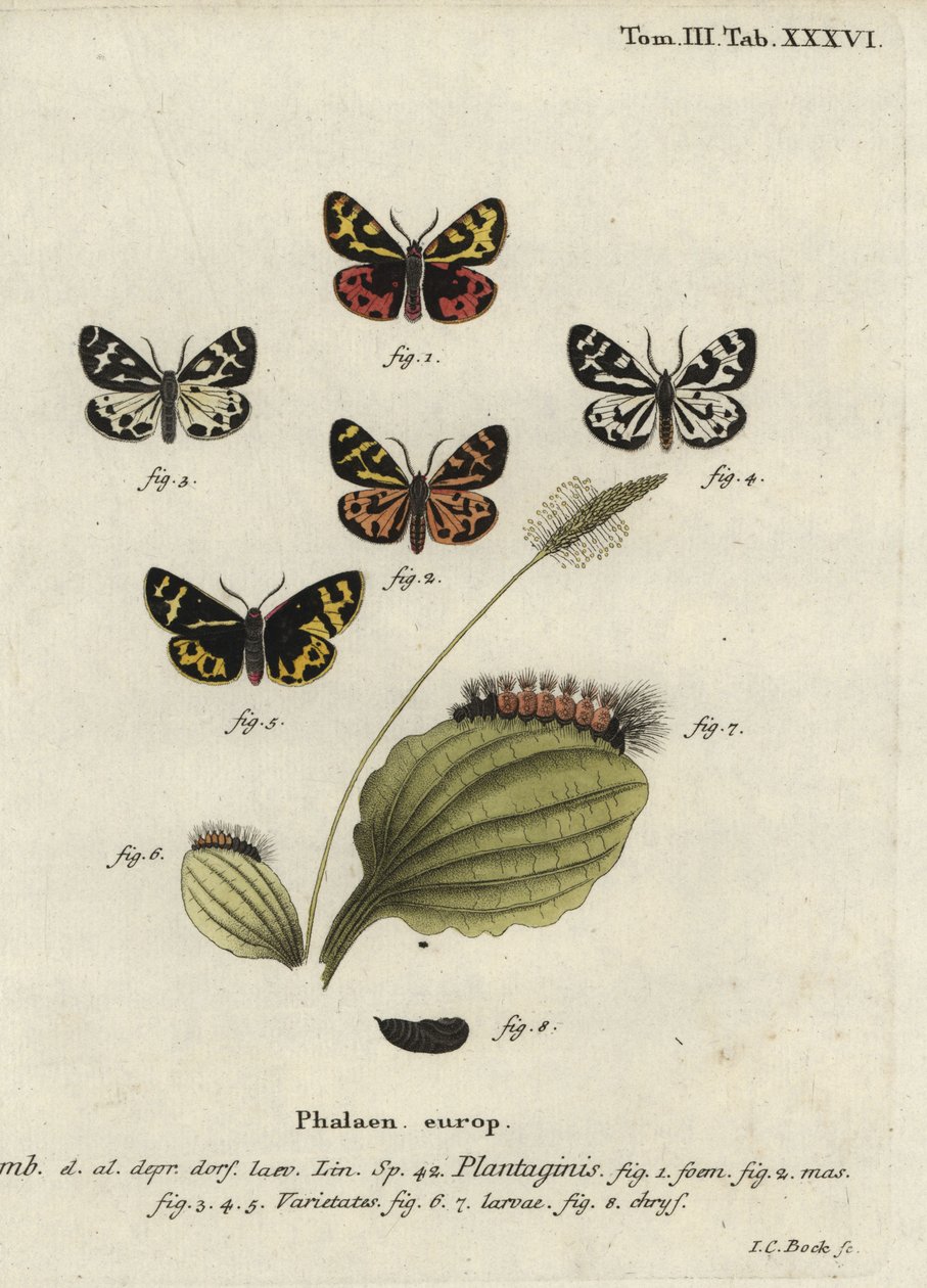 Wood tiger moth, Parasemia plantaginis - Johann Carl Bock