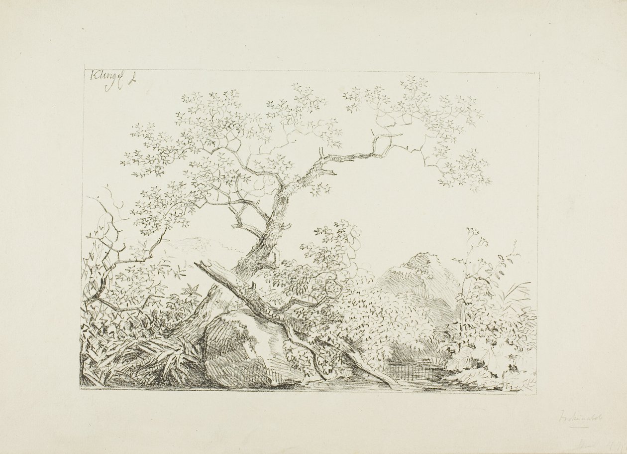 Arbres et rochers près de l