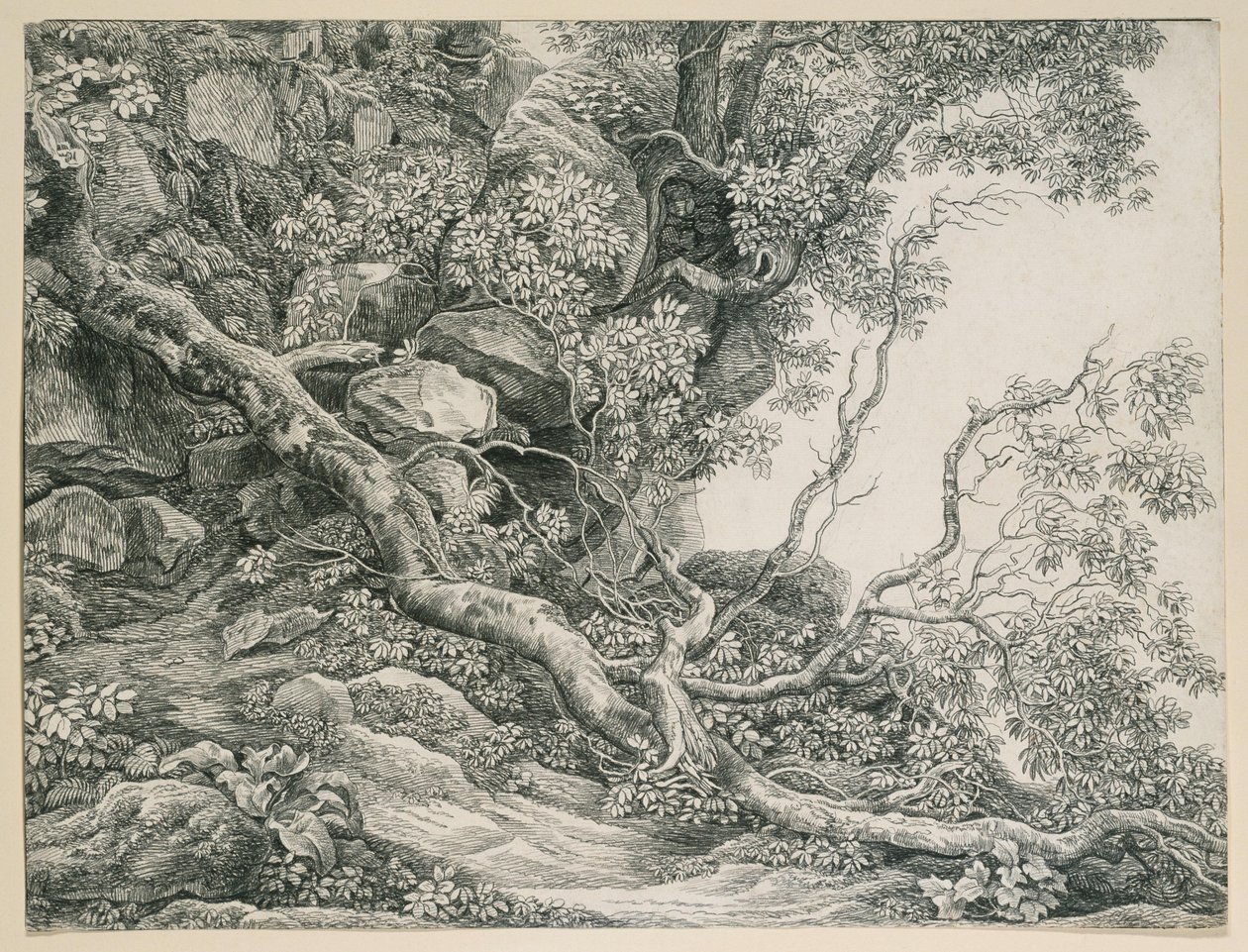 Arbres sur une pente rocheuse - Johann Christian Reinhart