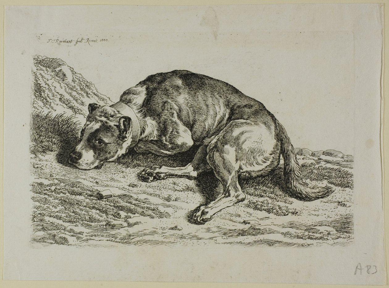 Chien couché, de Die Zweite Thierfolge - Johann Christian Reinhart